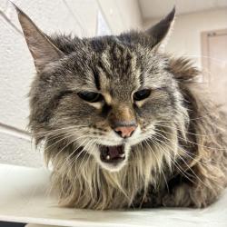 Shelter Stray Female Cat last seen NE 44th/Broadway, OR, 1700 W Historic Columbia River Hwy, Troutdale, OR 97060, USA