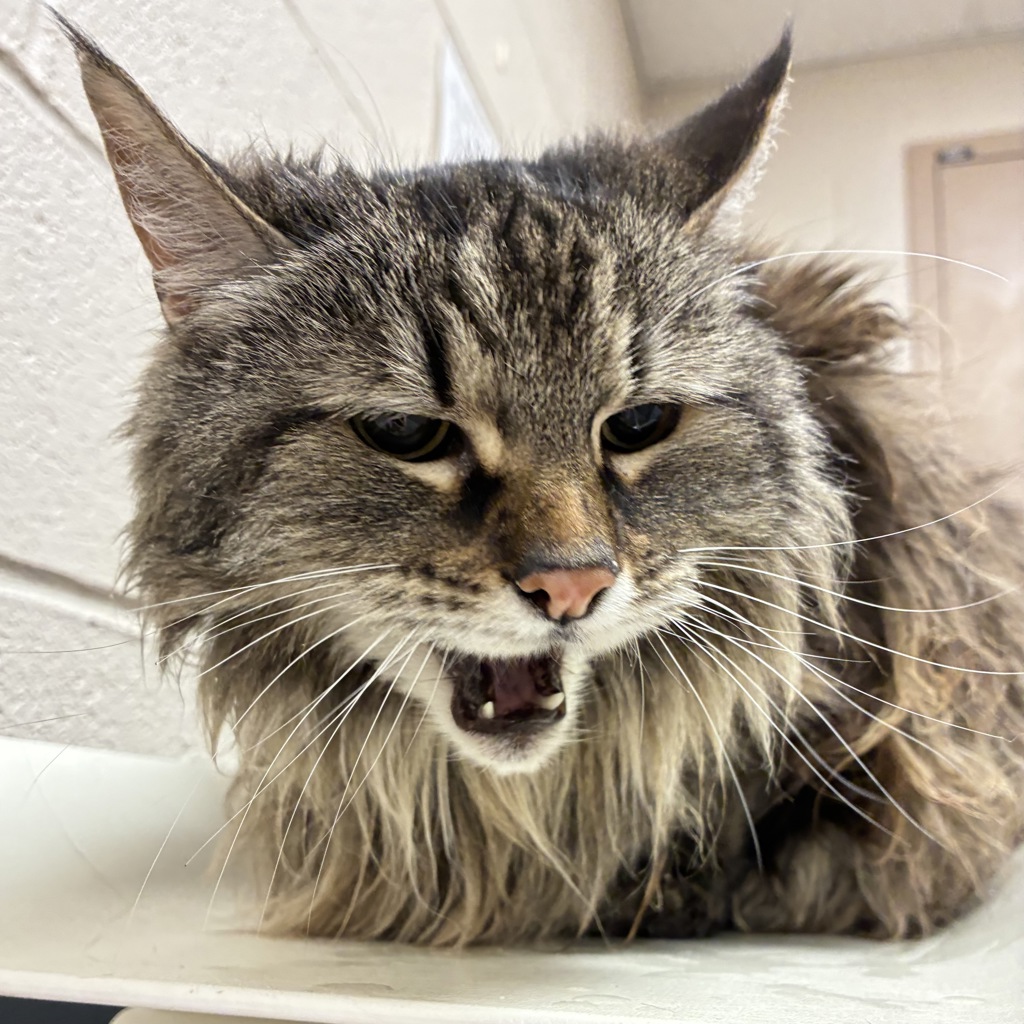 Shelter Stray Female Cat last seen NE 44th/Broadway, OR, 1700 W Historic Columbia River Hwy, Troutdale, OR 97060, USA