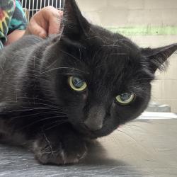 Shelter Stray Female Cat last seen OWNER SURRENDER, OR, 1700 W Historic Columbia River Hwy, Troutdale, OR 97060, USA