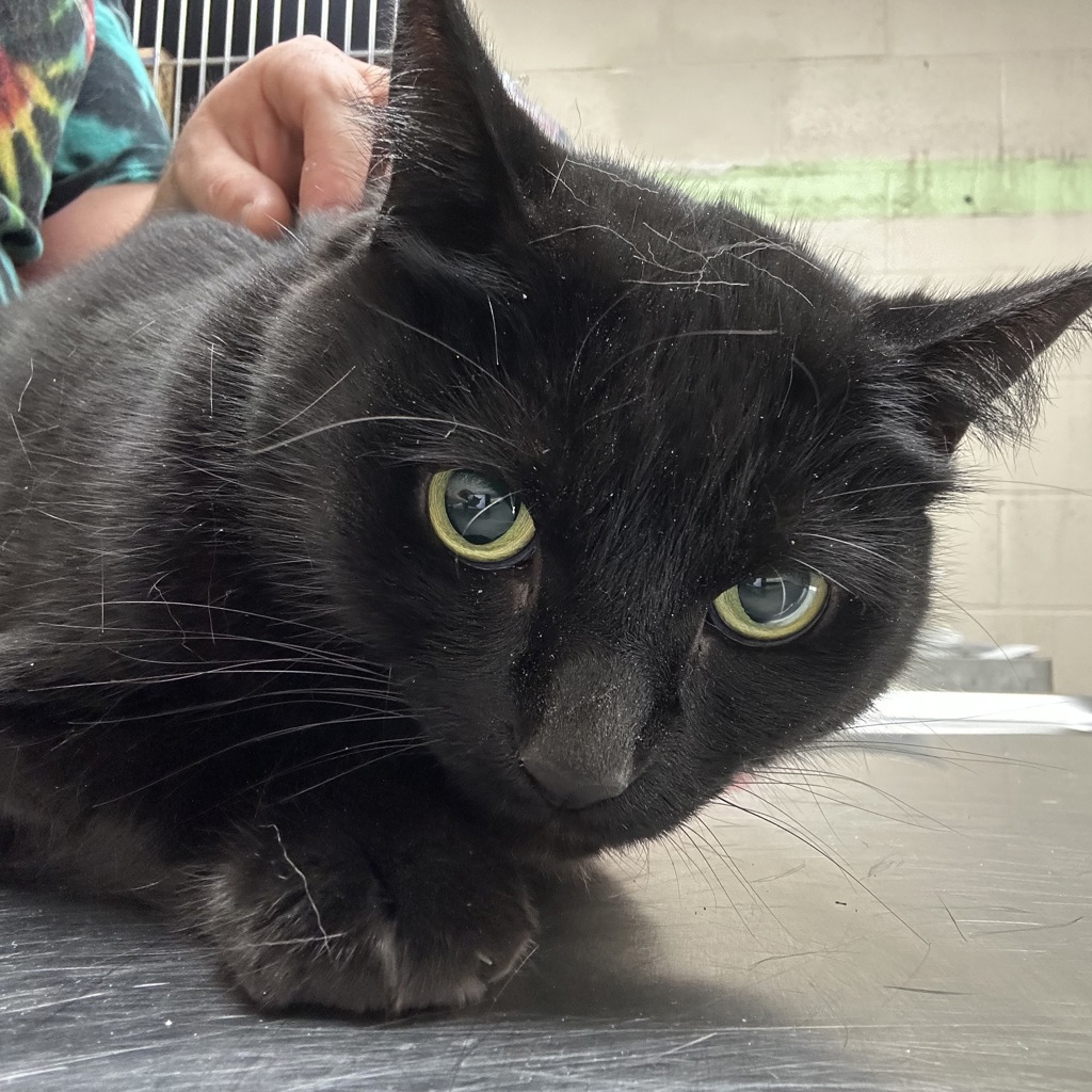Shelter Stray Female Cat last seen OWNER SURRENDER, OR, 1700 W Historic Columbia River Hwy, Troutdale, OR 97060, USA