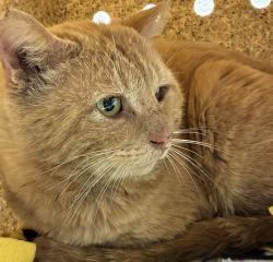 Shelter Stray Male Cat last seen Near SE Rex/109th, OR, 1700 W Historic Columbia River Hwy, Troutdale, OR 97060, USA