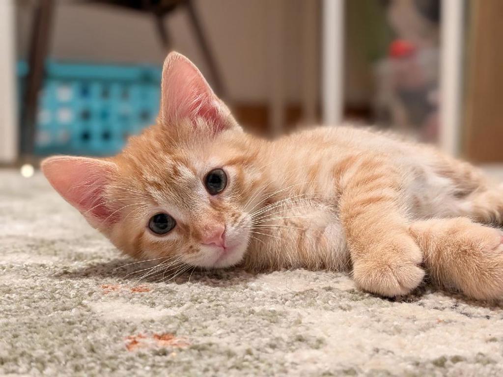 Shelter Stray Male Cat last seen Near N Morton Drive, SALT LAKE CITY, UT, 84116, 511 W 3900 S, Salt Lake City, UT 84123, USA