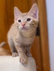 Shelter Stray Male Cat last seen Near N Morton Drive, SALT LAKE CITY, UT, 84116, 511 W 3900 S, Salt Lake City, UT 84123, USA