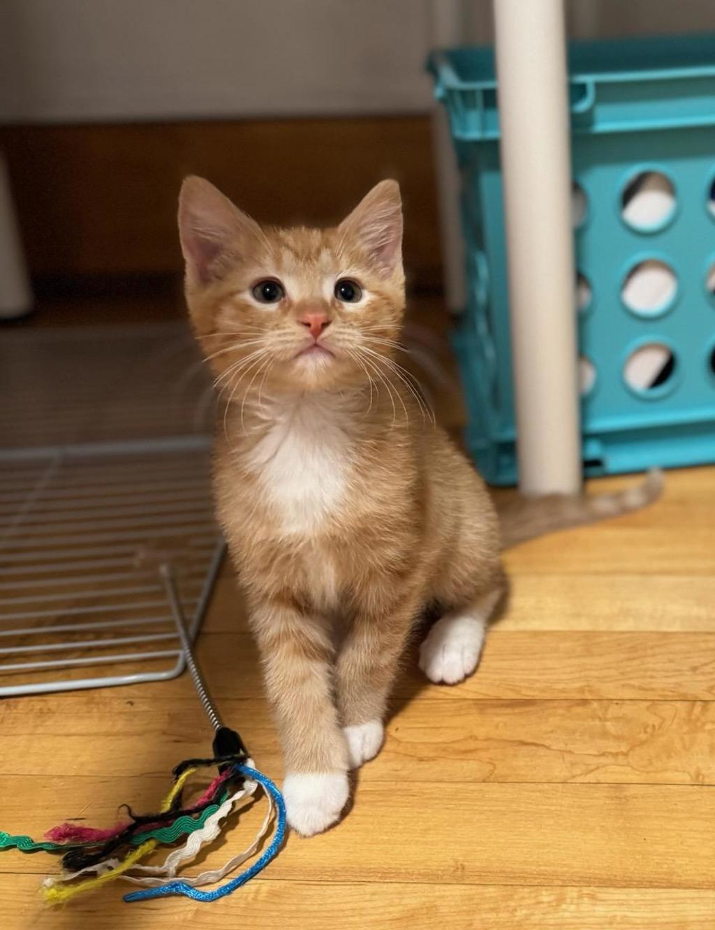 Shelter Stray Male Cat last seen Near N Morton Drive, SALT LAKE CITY, UT, 84116, 511 W 3900 S, Salt Lake City, UT 84123, USA