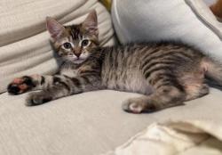 Shelter Stray Female Cat last seen Near N Morton Drive, SALT LAKE CITY, UT, 84116, 511 W 3900 S, Salt Lake City, UT 84123, USA