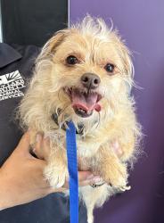 Shelter Stray Female Dog last seen California Hatchery Road, SALT LAKE CITY, UT, 84104, 511 W 3900 S, Salt Lake City, UT 84123, USA