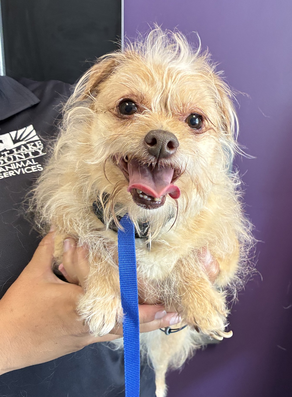 Shelter Stray Female Dog last seen California Hatchery Road, SALT LAKE CITY, UT, 84104, 511 W 3900 S, Salt Lake City, UT 84123, USA