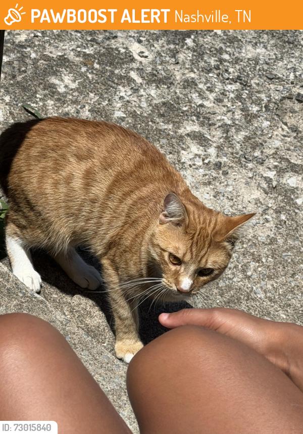Found/Stray Male Cat last seen Village trail, hawk view ct, Nashville, TN 37207