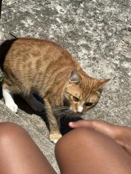 Found/Stray Male Cat last seen Village trail, hawk view ct, Nashville, TN 37207