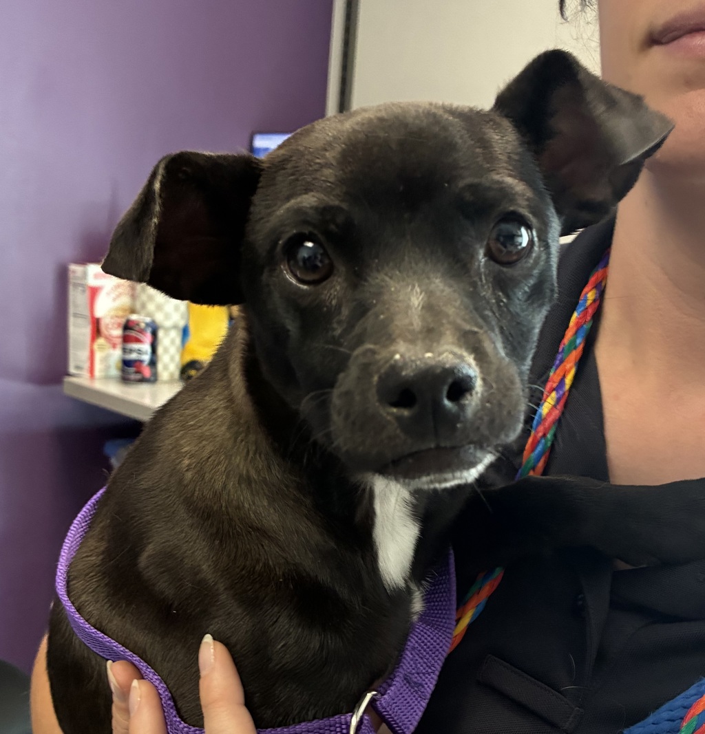 Shelter Stray Male Dog last seen Near W 4700 S, Kearns Township, UT, 84118, 511 W 3900 S, Salt Lake City, UT 84123, USA