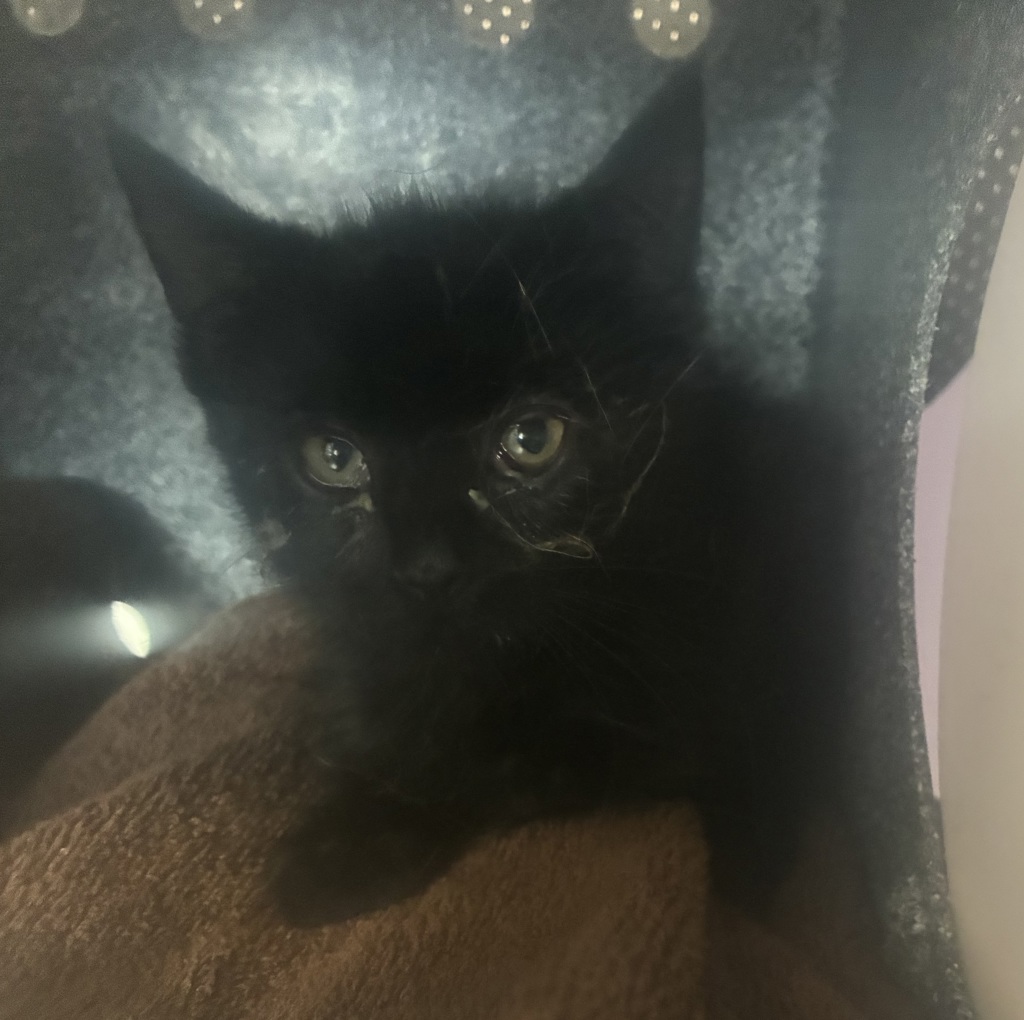 Shelter Stray Male Cat last seen Near W State Highway, Copperton Township, UT, 84006, 511 W 3900 S, Salt Lake City, UT 84123, USA