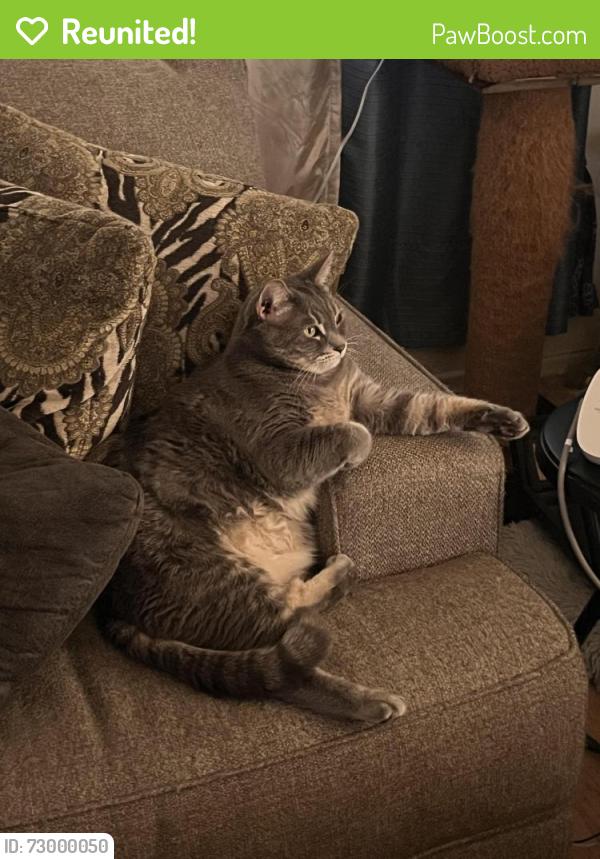 Reunited Male Cat last seen Barkley way, Sacramento, CA 95828