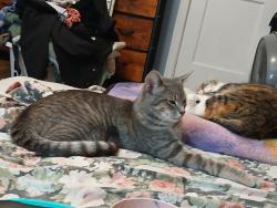 Lost Male Cat last seen Cusack road alcoa Tennessee 37701, Alcoa, TN 37701