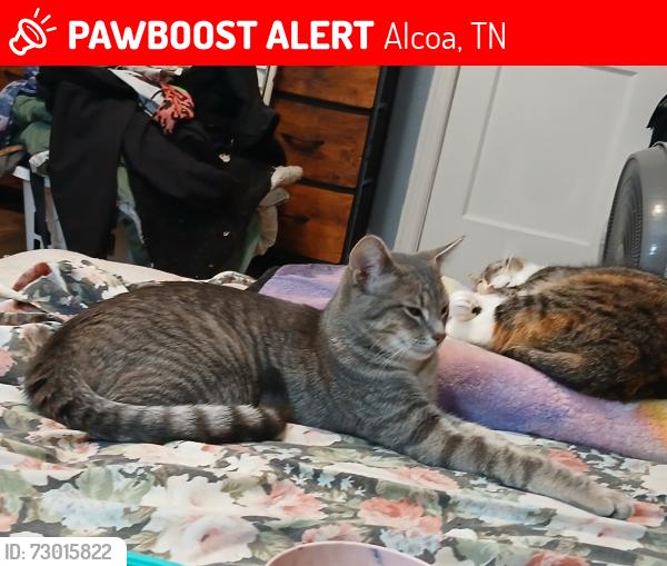 Lost Male Cat last seen Cusack road alcoa Tennessee 37701, Alcoa, TN 37701
