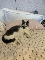Reunited Male Cat last seen Kangal Ct., Pflugerville, TX 78660