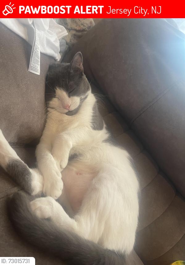 Lost Female Cat last seen between ocean ave and garfield ave , Jersey City, NJ 07305