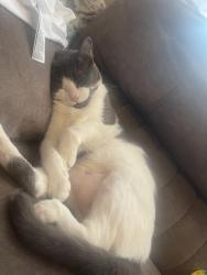 Lost Female Cat last seen between ocean ave and garfield ave , Jersey City, NJ 07305