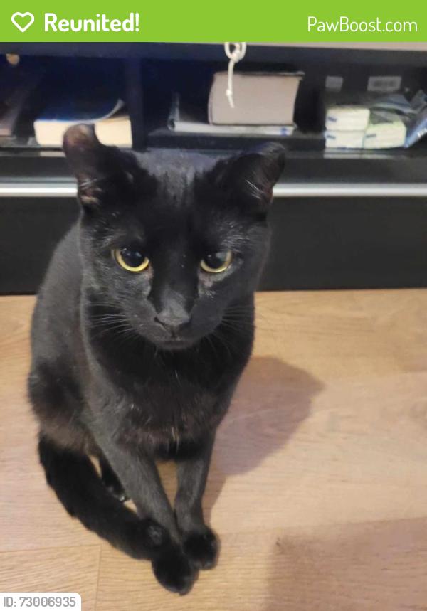 Reunited Female Cat last seen Charles Street Basingstoke Rg22 6td , Hampshire, England RG22 6TD