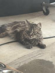 Found/Stray Male Cat last seen Miwok Park, Elk Grove, CA 95758