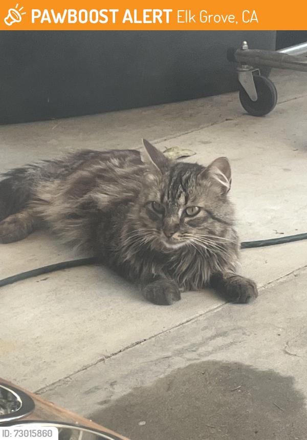 Found/Stray Male Cat last seen Miwok Park, Elk Grove, CA 95758