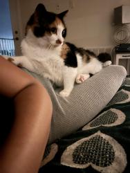 Reunited Female Cat last seen Shookstown rd & Waverley dr, Frederick, MD 21702