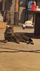 Lost Male Cat last seen Secor & Executive, Toledo, OH 43606