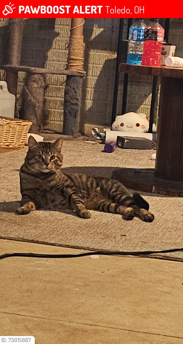 Lost Male Cat last seen Secor & Executive, Toledo, OH 43606