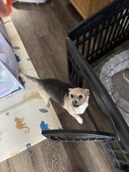 Reunited Female Dog last seen Tree tops park, Davie, FL 33328