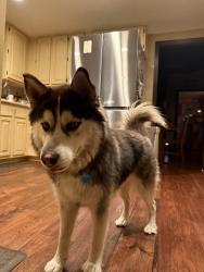 Reunited Female Dog last seen On Sapphire between Orange and Lemon, Rancho Cucamonga, CA 91701
