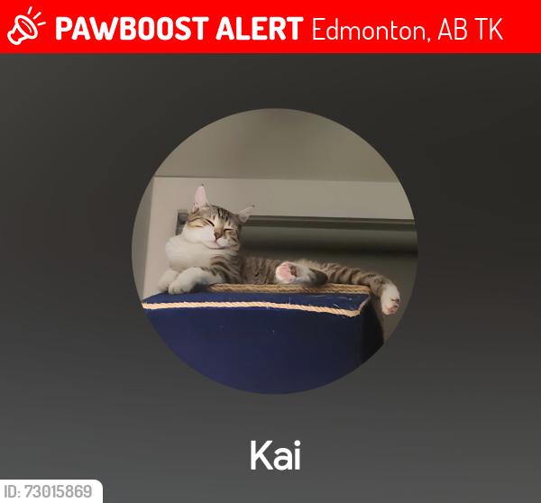 Lost Male Cat last seen Millwoods rd , Edmonton, AB T6K