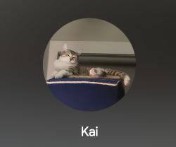 Lost Male Cat last seen Millwoods rd , Edmonton, AB T6K
