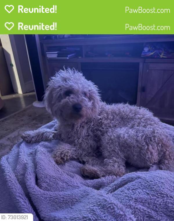 Reunited Male Dog last seen Willowee and Ebert, Winston-Salem, NC 27127