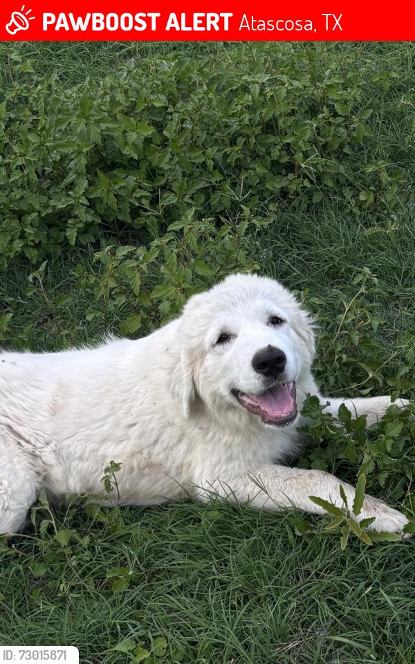 Lost Male Dog last seen Briggs Rd / Kinney Rd, Atascosa, TX 78002