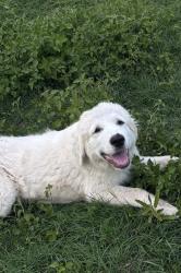 Lost Male Dog last seen Briggs Rd / Kinney Rd, Atascosa, TX 78002
