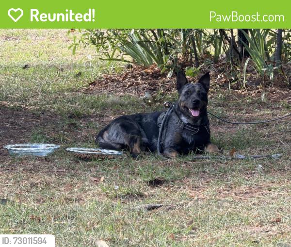 Reunited Male Dog last seen Tranquil Dr, Fayetteville, NC 28311, USA, Fayetteville, NC 28311