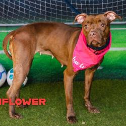 Shelter Stray Female Dog last seen , Animal Care & Control Team of Philly, 111 W Hunting Park Ave, Philadelphia, PA 19140, USA