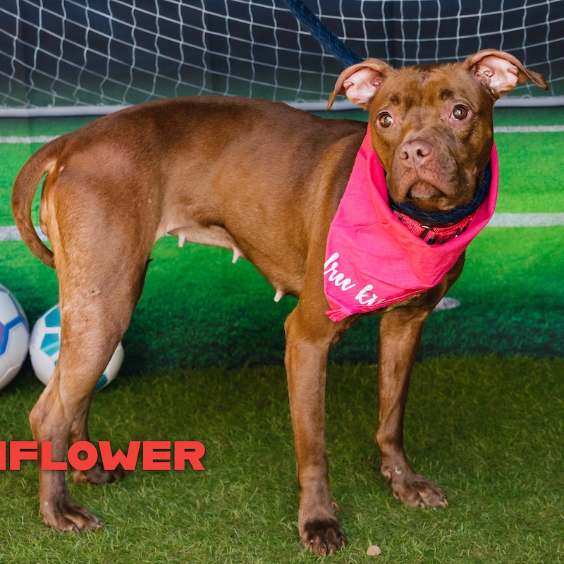 Shelter Stray Female Dog last seen , Animal Care & Control Team of Philly, 111 W Hunting Park Ave, Philadelphia, PA 19140, USA