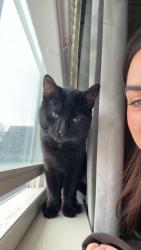 Lost Male Cat last seen Kingsbrook Neighborhood, South Fayette , South Fayette Township, PA 15057