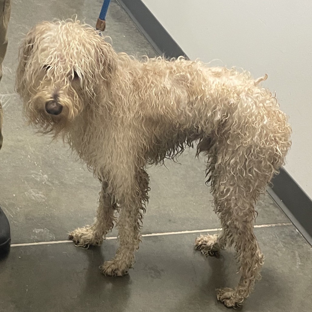Shelter Stray Male Dog last seen , 3100 Deats Rd, Dickinson, TX 77539, USA