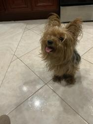Reunited Female Dog last seen Avenue D, Brooklyn, NY, USA, Brooklyn, NY 11203