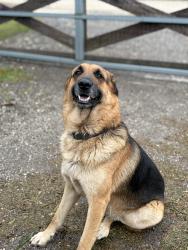 Lost Male Dog last seen Sw 192nd Ave hmstd FL, 33034 and 37053 SW 187 Ave hmstd Fl, 33034, Homestead, FL 33034