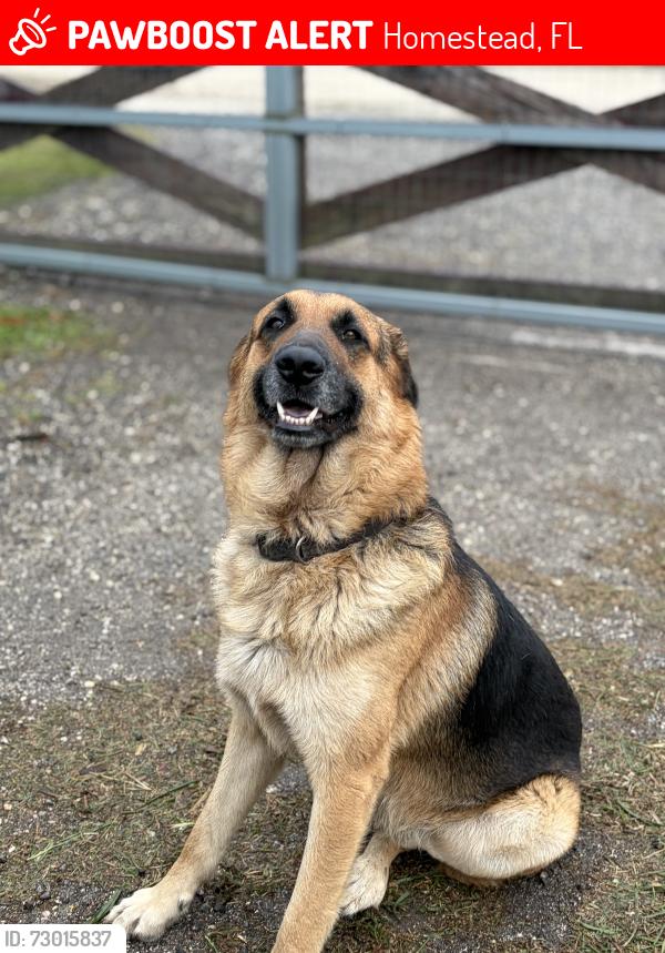Lost Male Dog last seen Sw 192nd Ave hmstd FL, 33034 and 37053 SW 187 Ave hmstd Fl, 33034, Homestead, FL 33034