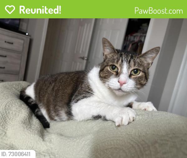 Reunited Female Cat last seen Charlotte village courthouse ests , Virginia Beach, VA 23456