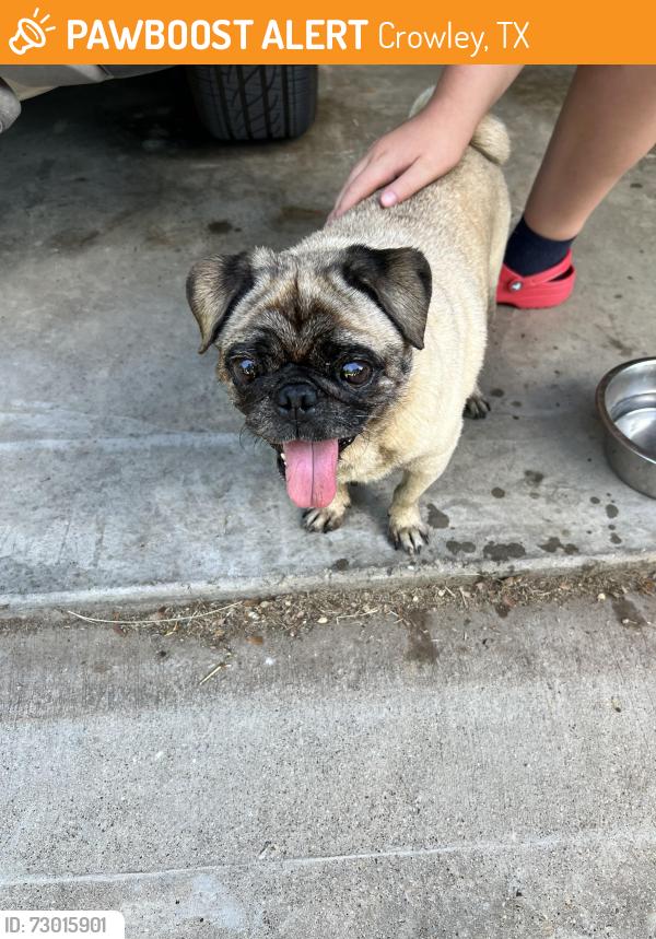 Found/Stray Male Dog last seen Bess Race elementary, Crowley, TX 76036