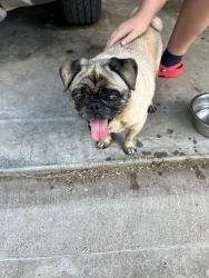 Found/Stray Male Dog last seen Bess Race elementary, Crowley, TX 76036