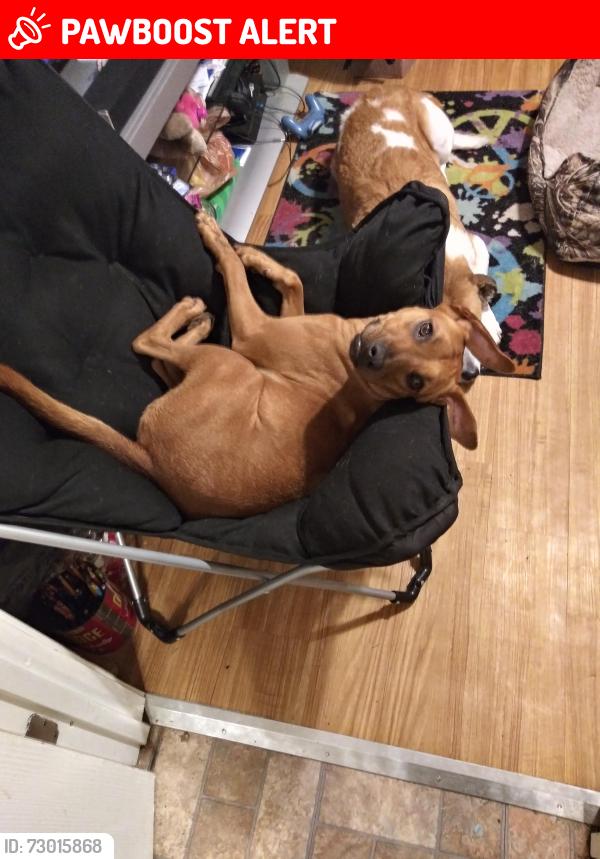Lost Female Dog last seen St.charles county, St. Charles County, MO 63385