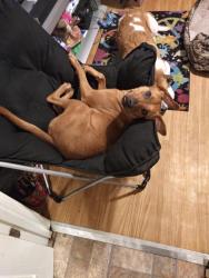 Lost Female Dog last seen St.charles county, St. Charles County, MO 63385