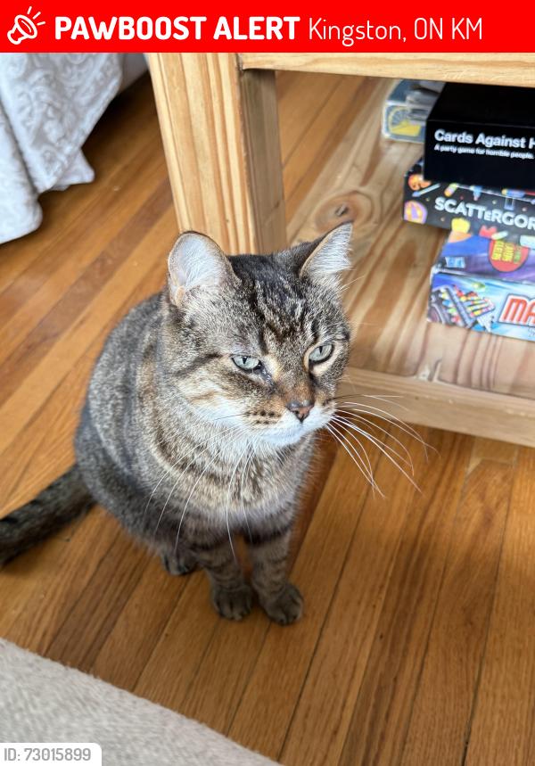Lost Male Cat last seen polson park public school, Kingston, ON K7M