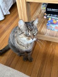 Lost Male Cat last seen polson park public school, Kingston, ON K7M