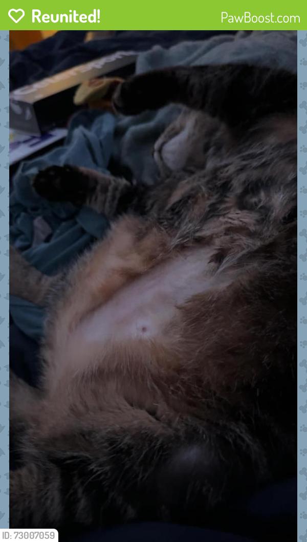 Reunited Female Cat last seen Near south rosemont rd, Virginia Beach, VA 23452